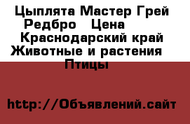 Цыплята Мастер Грей,Редбро › Цена ­ 65 - Краснодарский край Животные и растения » Птицы   